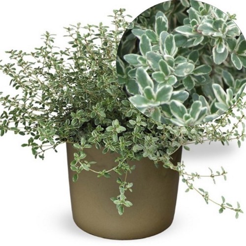 Thymus citriodorus 'Limon Silver' - Sidrun-liivatee 'Limon Silver' P9/0,55L